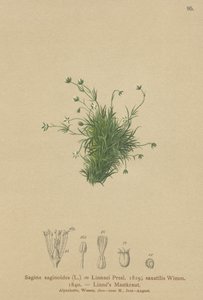 Alpen Pearlwort