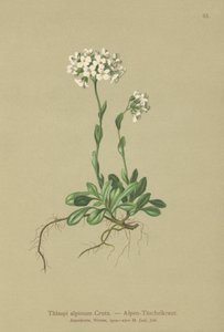 Alpen Pennycress door German School