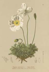 Alpen Papaver