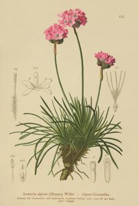 Alpen Engels gras (Armeria alpina) door German School