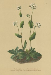 Alpenmuurpeper