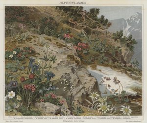 Alpenplanten