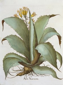 Amerikaanse aloë: Aloe Americana, uit de Hortus Eystettensis door Basil Besler (1561-1629), uitgegeven 1613 door German School