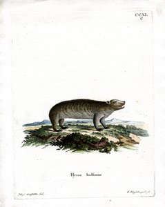 Amerikaanse hyrax door German School