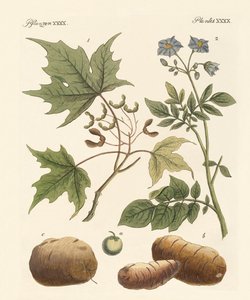 Amerikaanse planten