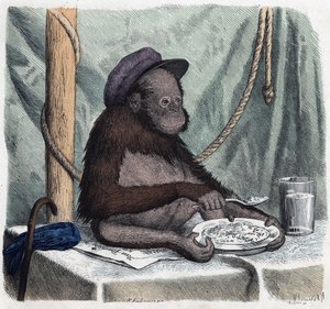 Een opgeleide orang-oetan eet rijst met een lepel. In 