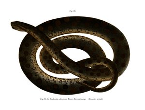 Anaconda
