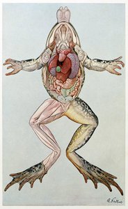 Anatomische doorsnede van een vrouwelijke kikker, uit Brehms Tierleben, uitgegeven 1860