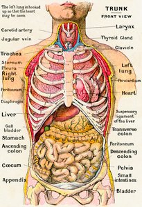 Anatomisch zicht op de menselijke torso door German School