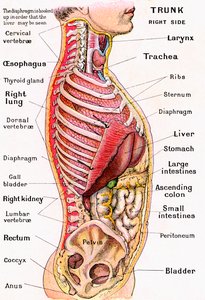 Anatomisch zicht op de menselijke torso door German School