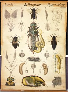Anatomie van de Apis, No.XXVII, Leuckarts Zoologische Wandkaart, 1877-98 door German School
