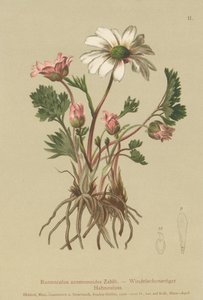 Anemoonachtige Boterbloem
