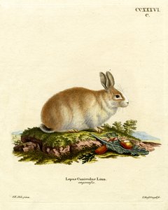 Angorakonijn