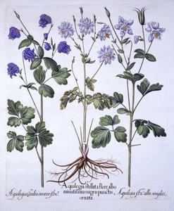 Akelei, uit Hortus Eystettensis, door Basil Besler, 1613
