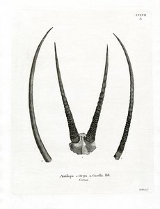 Arabische oryx hoorns