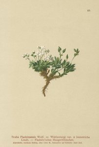 Arctische Draba