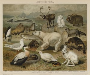 Arctische fauna door German School
