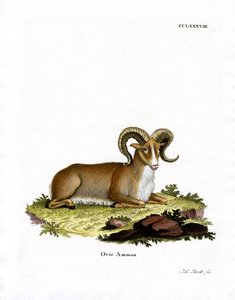 Argali door German School