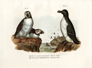 Papegaaiduiker, 1864