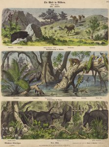Azië: bergdieren en planten; overstroming in Oost-India; olifanten vangen in Ceylon door German School