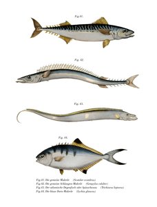 Atlantische makreel
