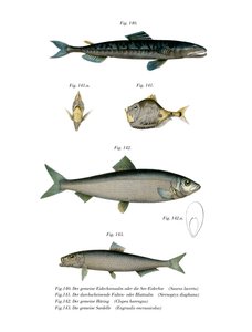 Atlantische Saury