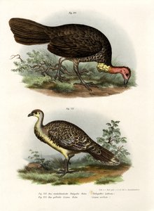 Australische Borstelturkey, 1864