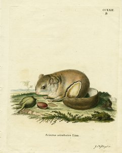 Australische dwergvliegende phalanger