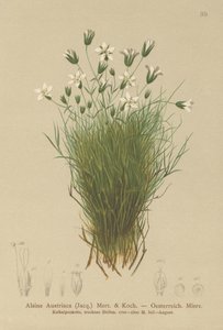 Oostenrijkse Sandwort