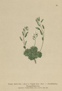 Oostenrijkse Nagelkruid