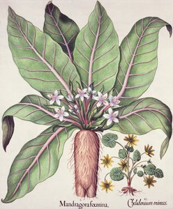 Herfstmandragora, uit de Hortus Eystettensis door Basil Besler (1561-1629), pub. 1613 door German School