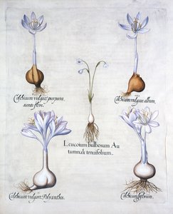 Herfstklokje en Weidekrokussen, uit Hortus Eystettensis, door Basil Besler, 1613 door German School