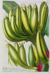Banaan, gegraveerd door Johann Jakob Haid (1704-67) plaat 19 uit een botanisch boek, uitgegeven door Augustus Vind