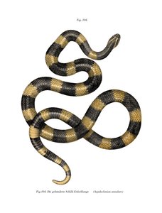 Banded Krait door German School