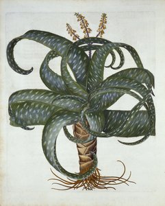 Barbados Aloë, uit Hortus Eystettensis, door Basil Besler, 1613 door German School