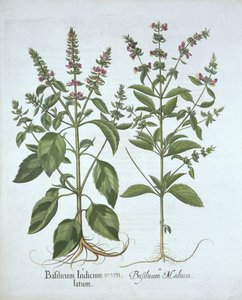 Basilicum, uit Hortus Eystettensis, door Basil Besler, gepubliceerd 1613 door German School