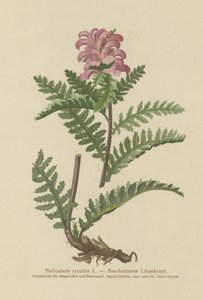 Snavelloze Rode Ratelaar (Pedicularis recutita) door German School