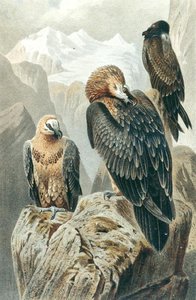 Baardgier, plaat uit "Brehms Tierleben: Allgemeine Kunde des Tierreichs", vol.6, p.415, uitgegeven door Bibliographisches Institut