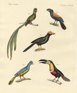 Mooie en nieuwe klimmende vogels door German School