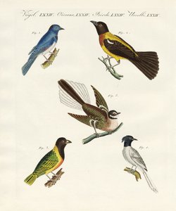 Mooie vreemde vogels door German School