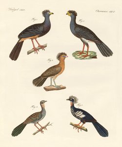 Mooie nieuwe vogels