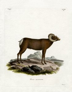 Bighorn schaap