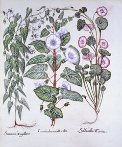 Winde, Hondsbane en Zeewinde, uit Hortus Eystettensis, door Basil Besler, 1613 door German School