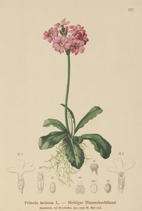 Vogel-oog Sleutelbloem (Primula farinosa)