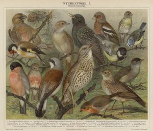 Vogels door German School