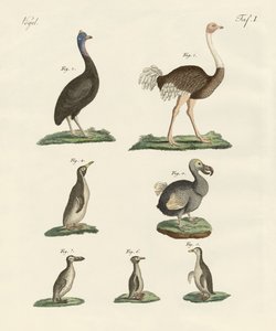 Vogels