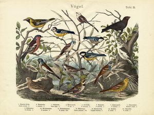 Vogels, c.1860 door German School