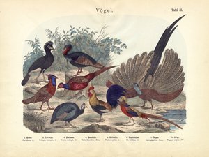 Vogels, ca. 1860