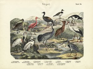 Vogels, ca. 1860