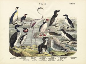 Vogels, ca. 1860